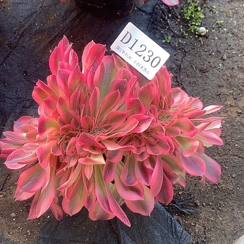 1230鲸落多肉缀化