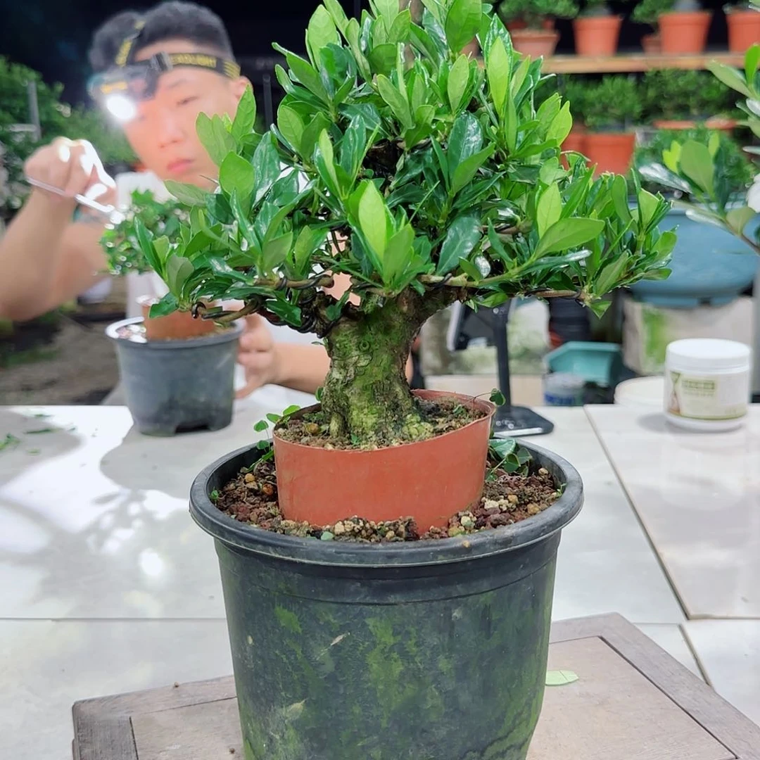当前无花朵，栽培后可花朵小*伦