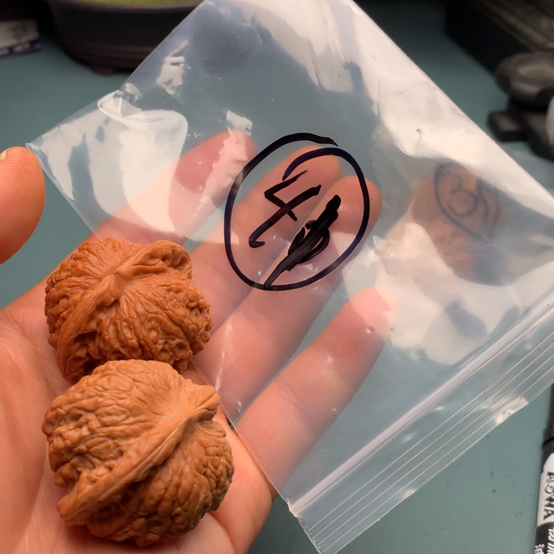 文玩核桃把件鲲*血麒麟41号