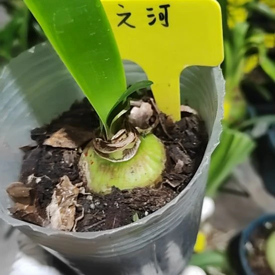 国内精品杂交之河  4.2