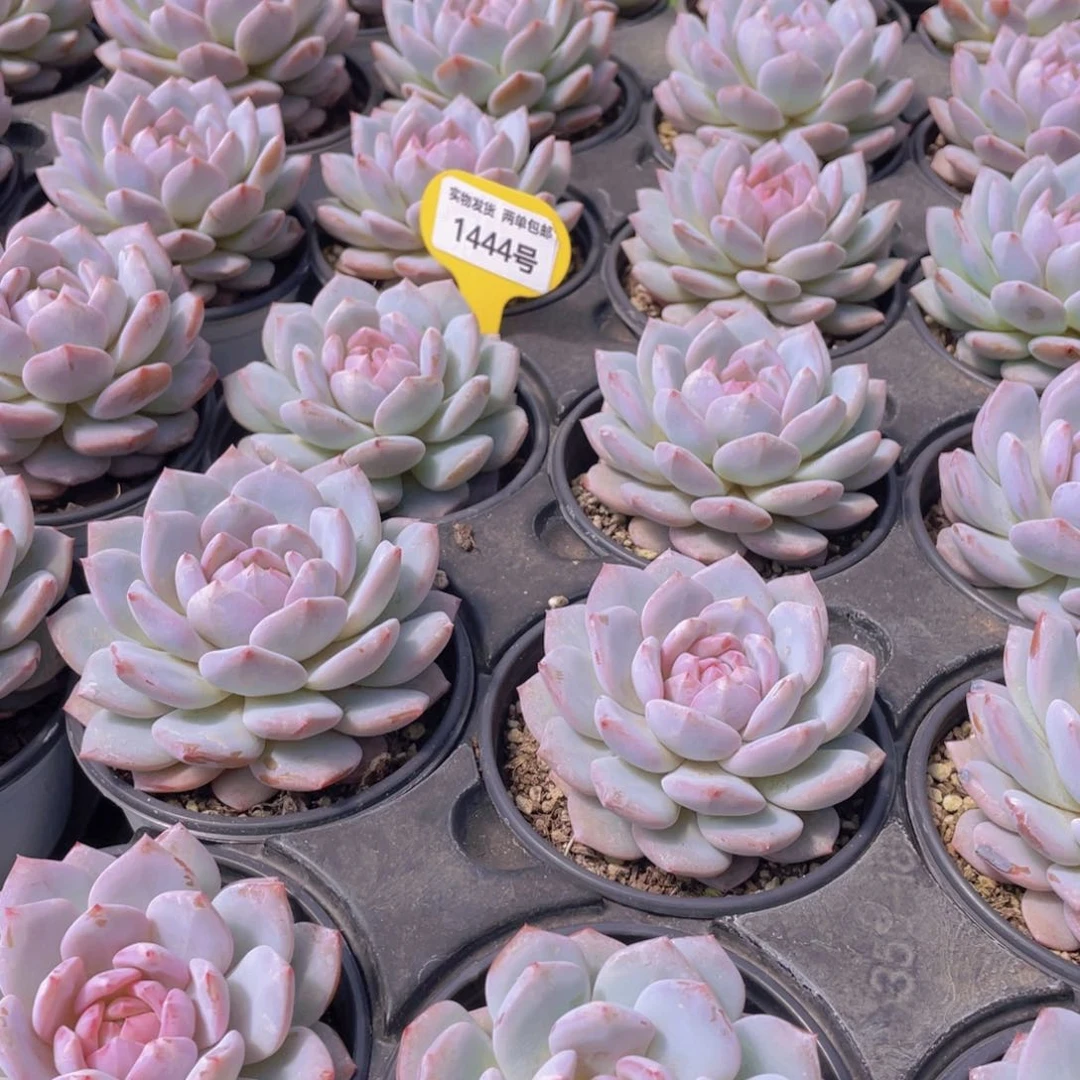 1444号 星星橙大单头一个