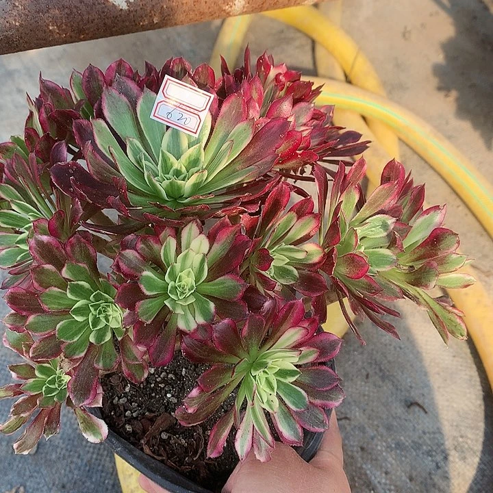 620天和多肉植物