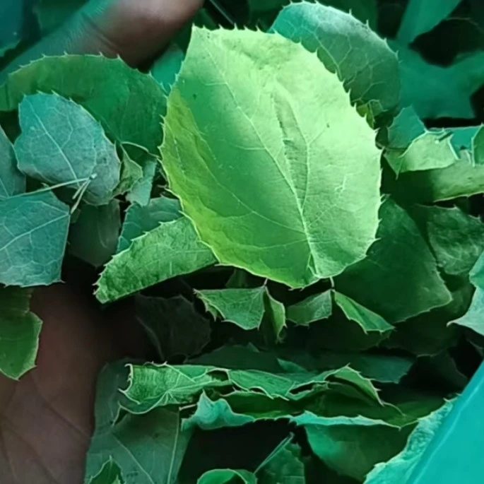 甘肃漳县野外自然生长小叶片自然晾晒搭配枸杞.黄芪