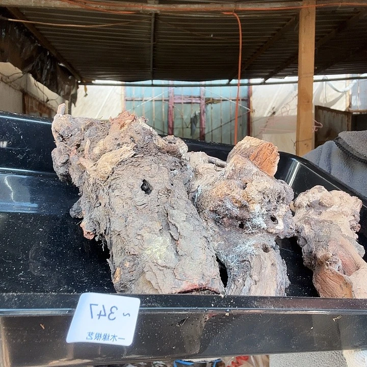 狗***根无花朵00000000347