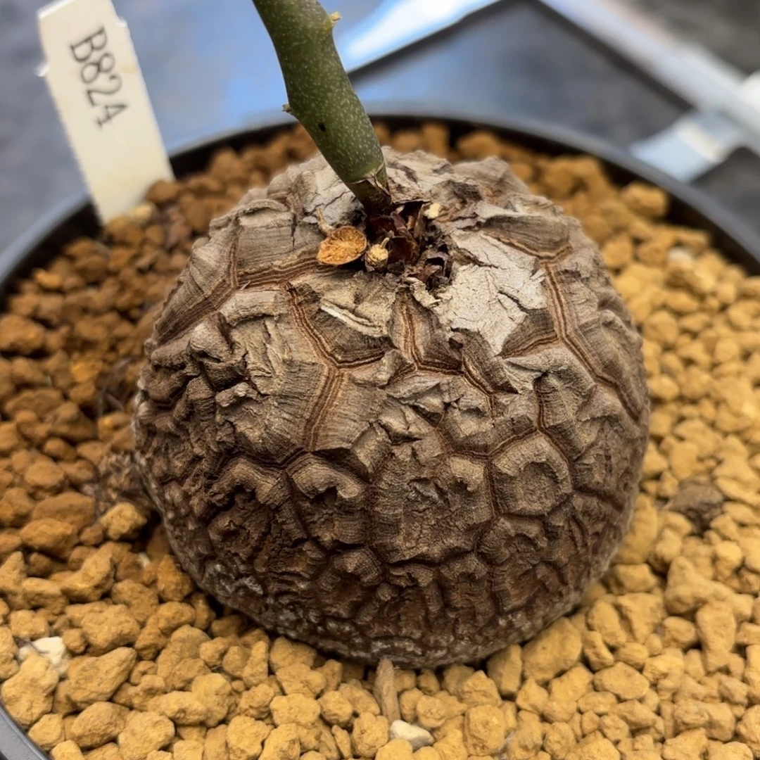 824号龟甲龙带盆包邮尺寸7