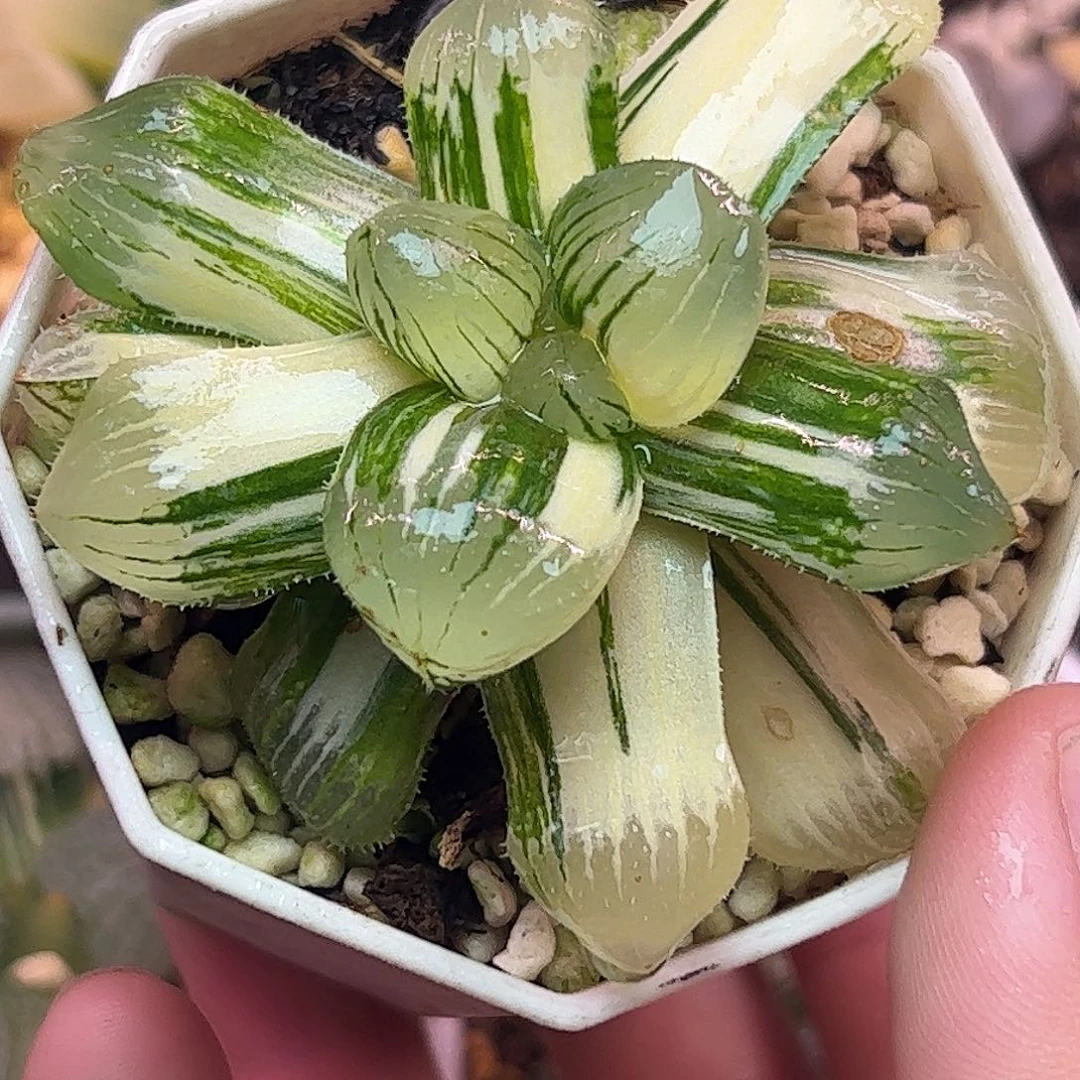 糯玉露锦十二卷多肉植物