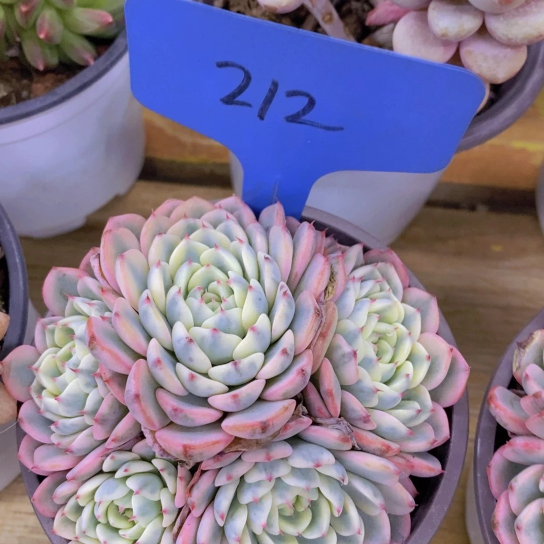 开心多肉，积木gay不做对比