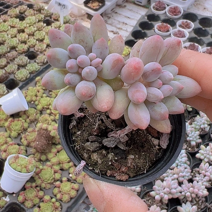 手指2盆19包邮多肉植物