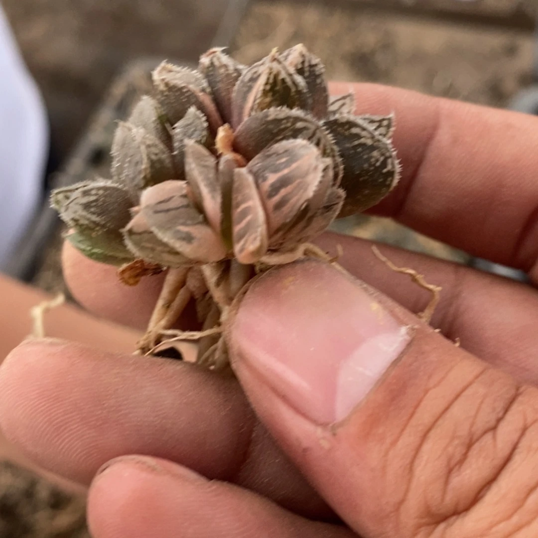 2880 一颗新冰沙糖锦群 超级福利