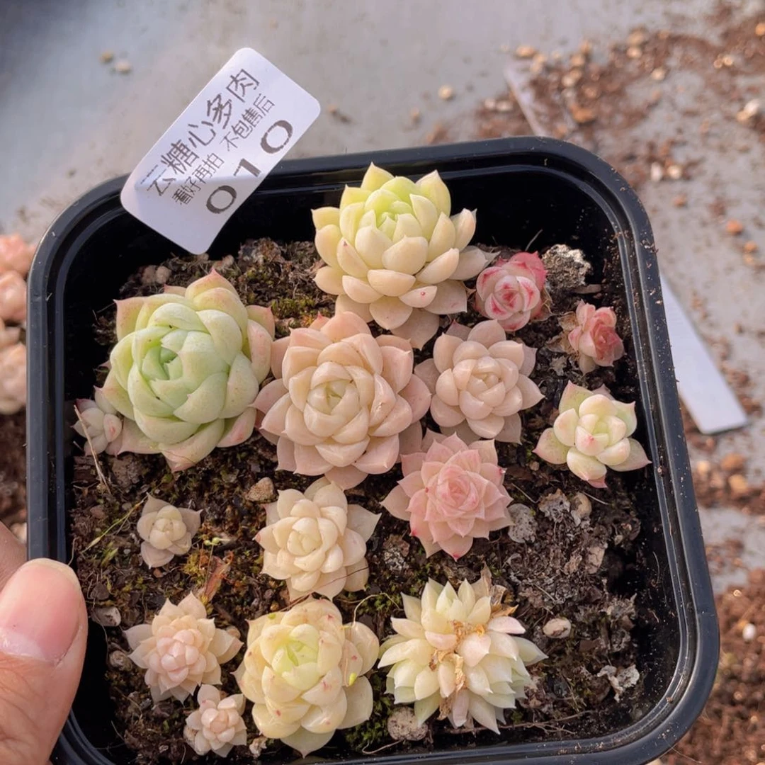 云糖心多肉植物10