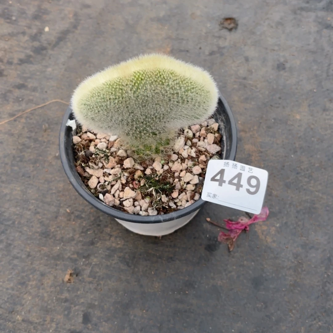 古**巷123  449多肉法师