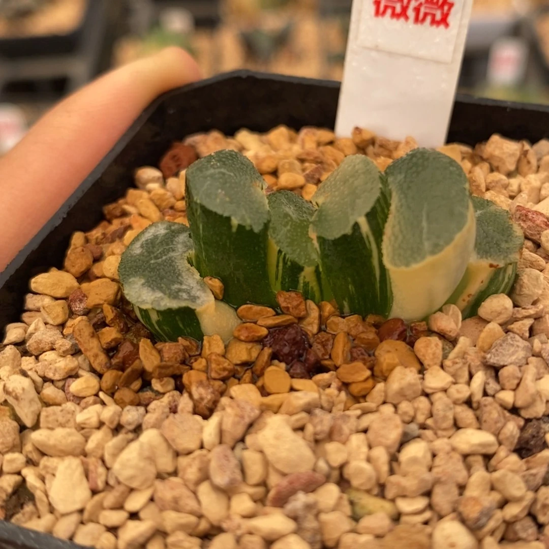 272大绳玉扇多肉植物