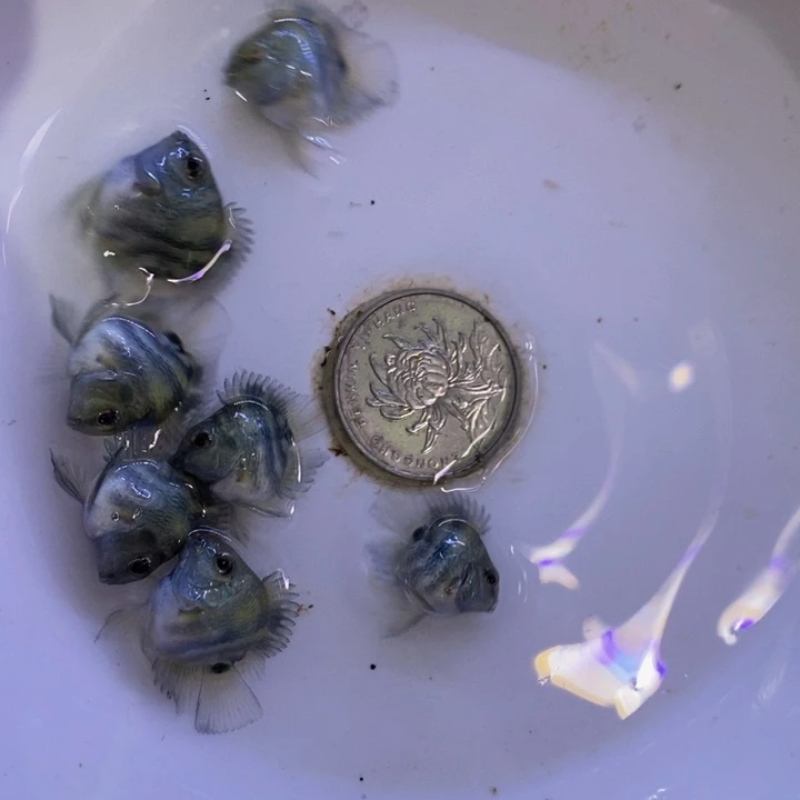 鹦鹉鱼超缩宝蓝鱼苗一组六条