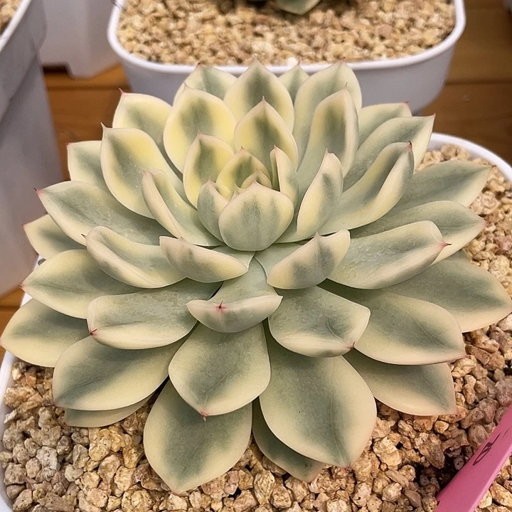 月亮仙子锦。锦龙一物一拍