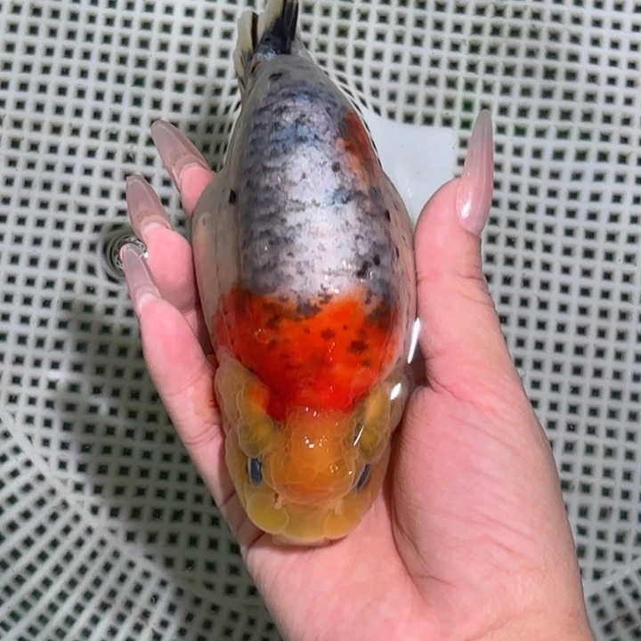 海水鱼兰寿活体淡水观赏鱼