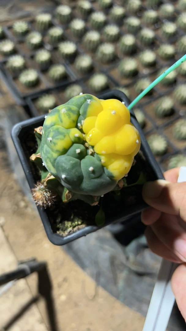 草球嫁接无刺仙人球锦防辐射室内办公盆栽绿植花卉