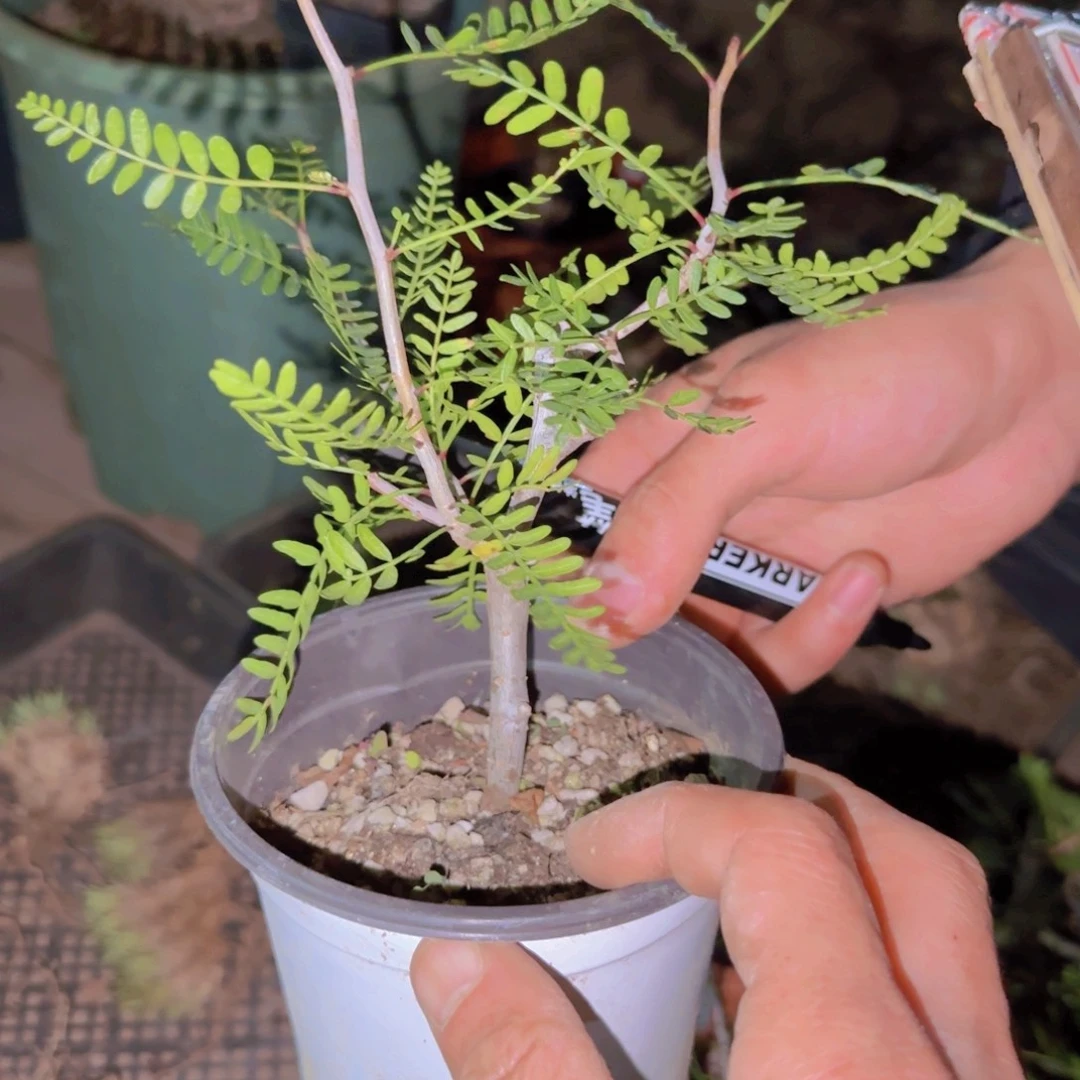 当***么块根植物块根植物块根