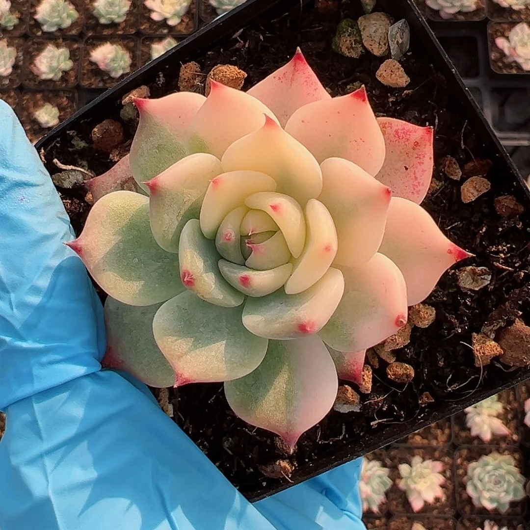 吉娃娃锦，花脸锦