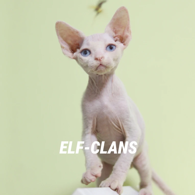 凯米尔重点蓝眼睛浅色系德文卷毛猫弟弟