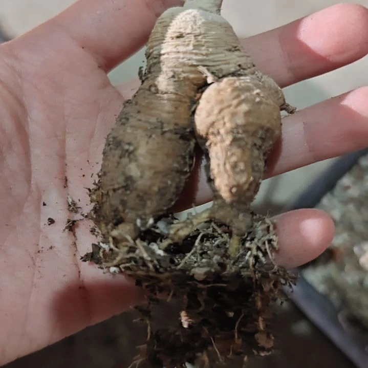 一物一拍，黑龙块根！！