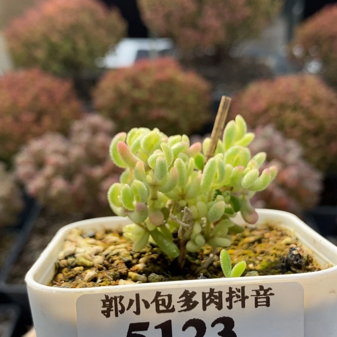 岁**年红宝石锦5123枝干番杏