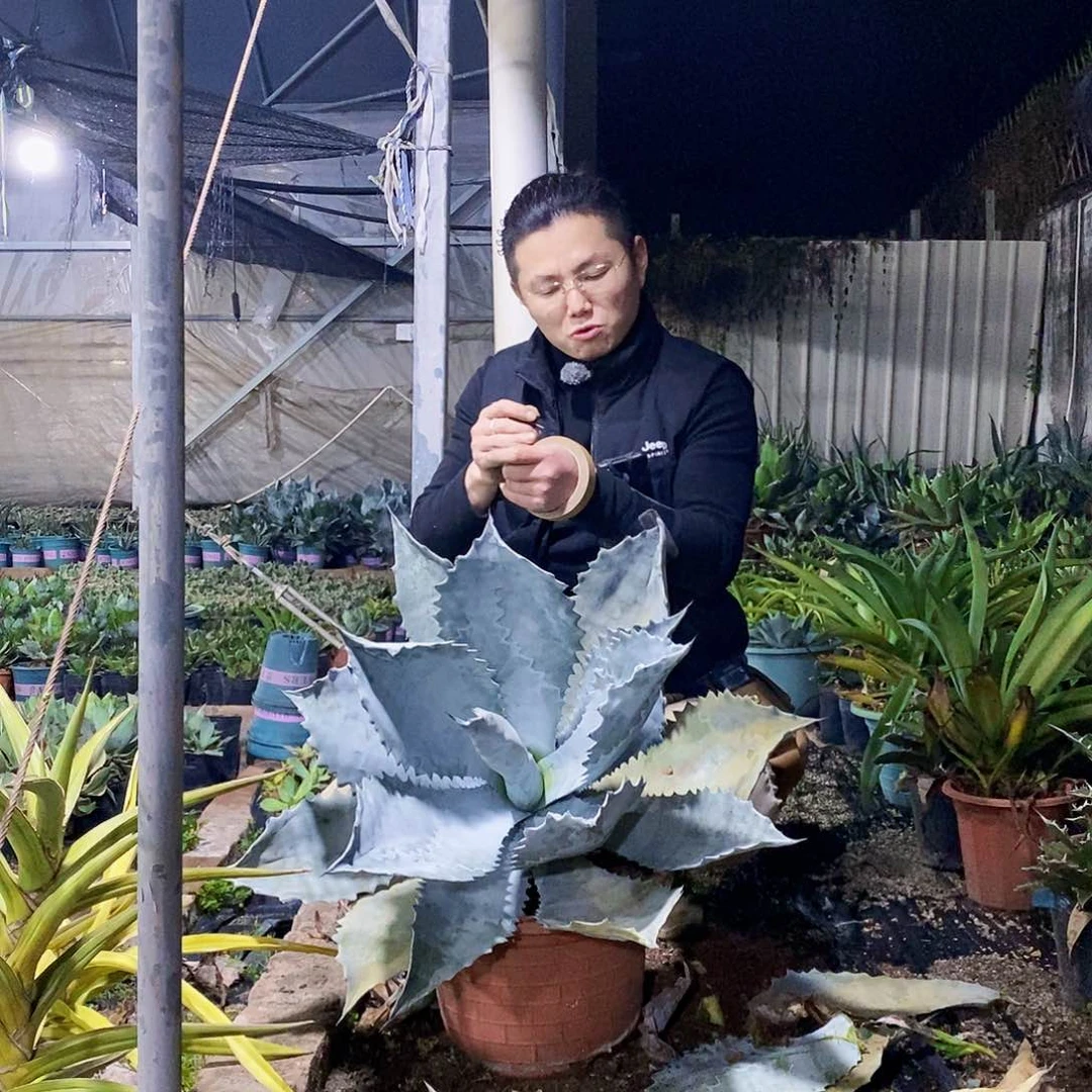 ꧁***꧂武藏纺一颗11111