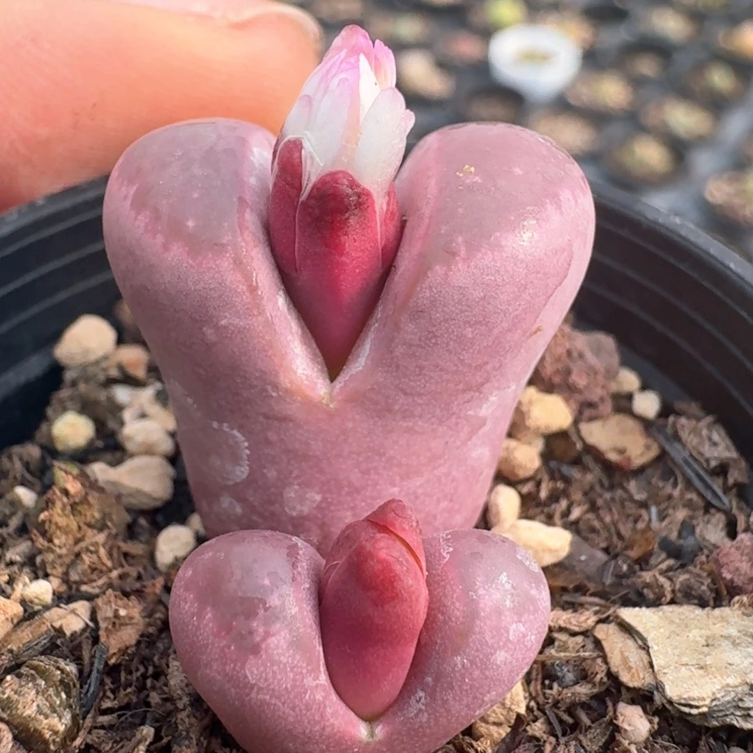 18带盆土发货红大内00000