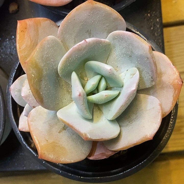 奶茶