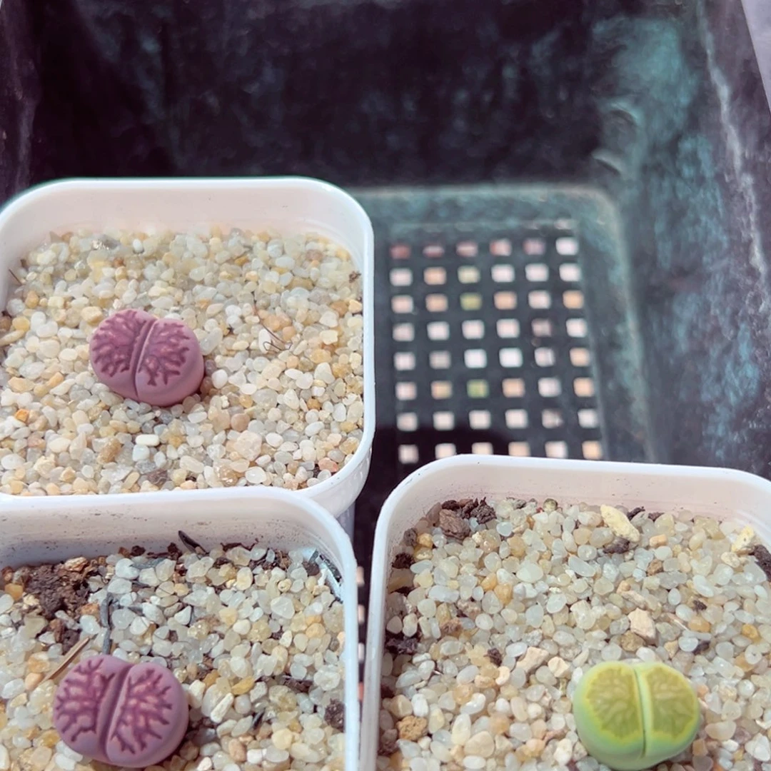 泡****704-903多肉的人菊菊菊