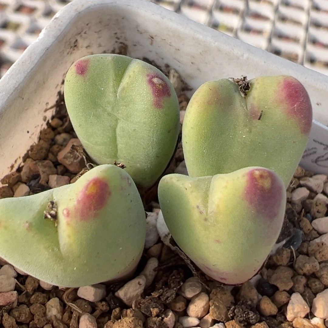 69多肉植物百科知识