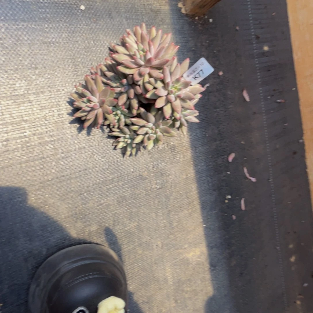 玉***金k k k k k k k k k 77