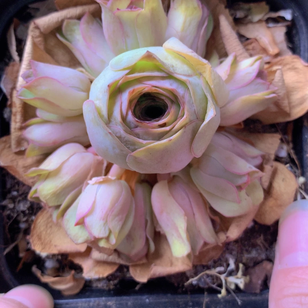 一物一拍星辰福利698