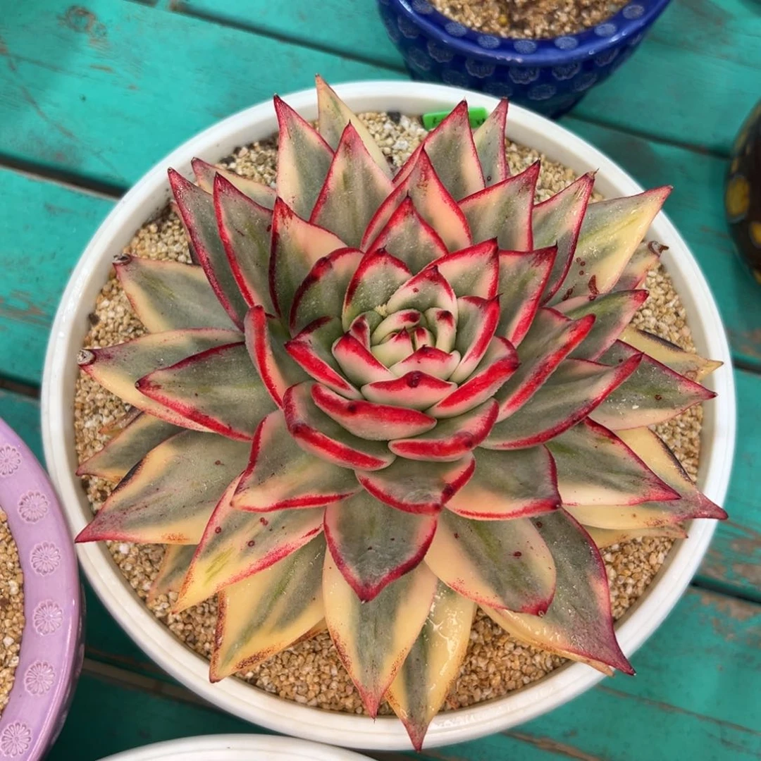 多肉一物一拍0216-锦