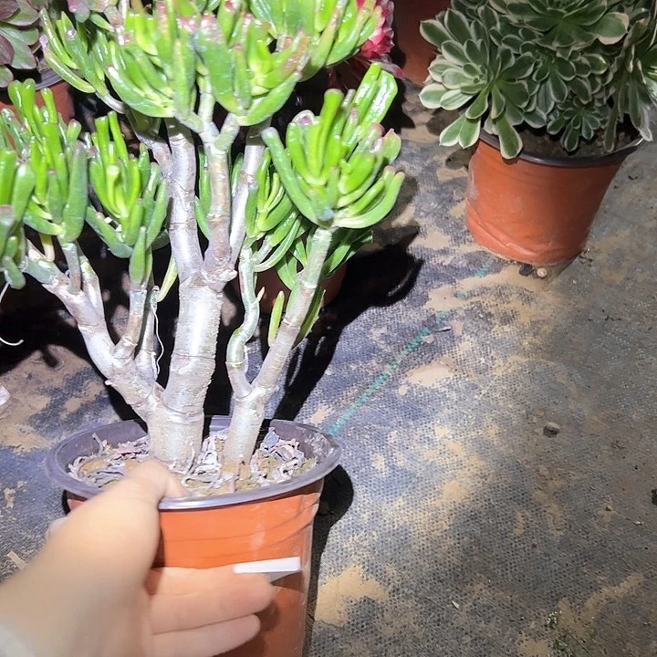 多肉法师植物链接112