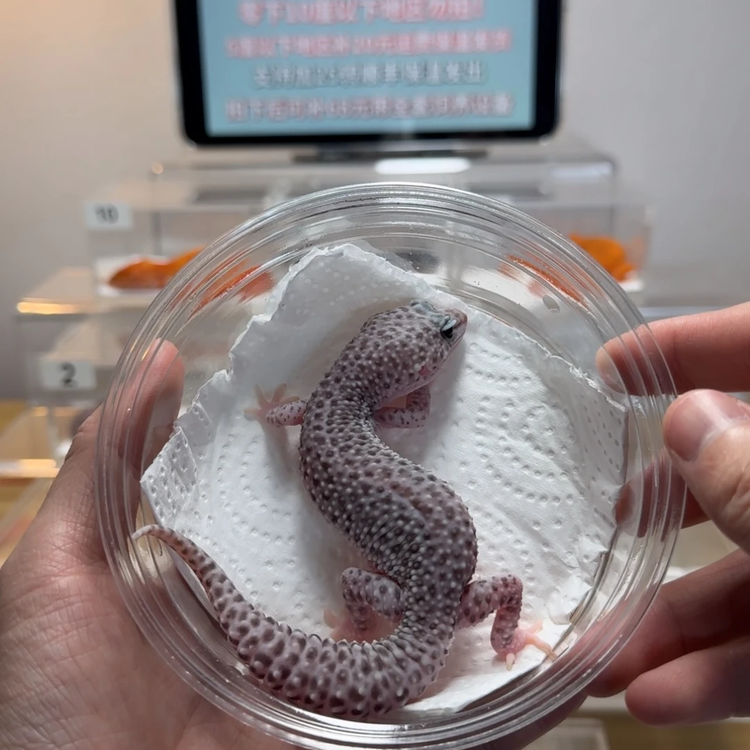 豹纹守宫超级雪花妹妹