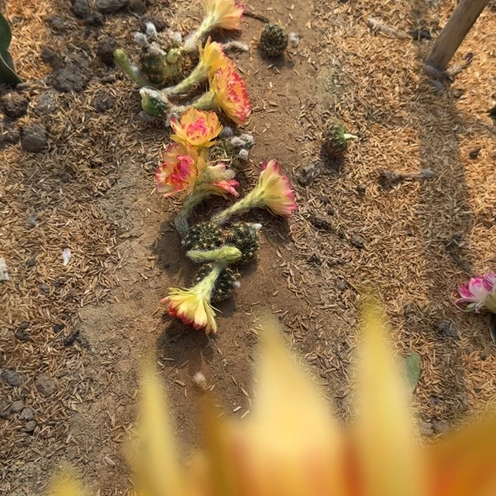 209新品荷花歪无根侧牙3公分左右