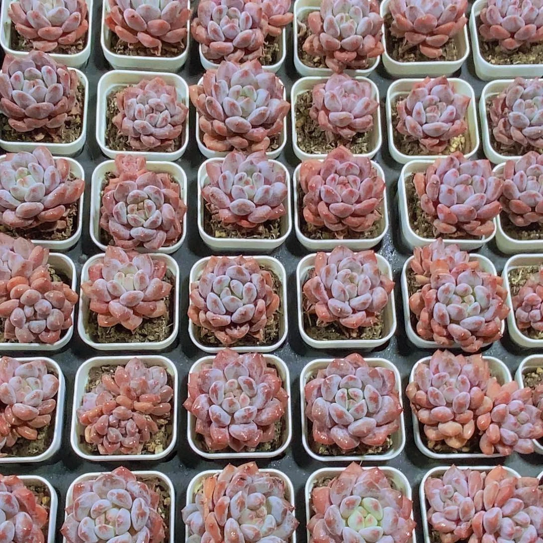 1027-9-小小白方半夏福利一颗量拍