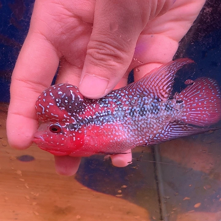 罗汉鱼88888888888鸿运