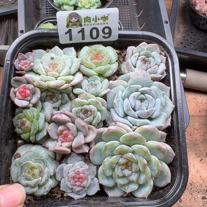 多肉植物多肉植物