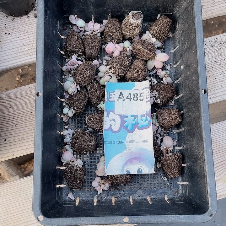 棒*糖485密密麻麻密密麻麻吗