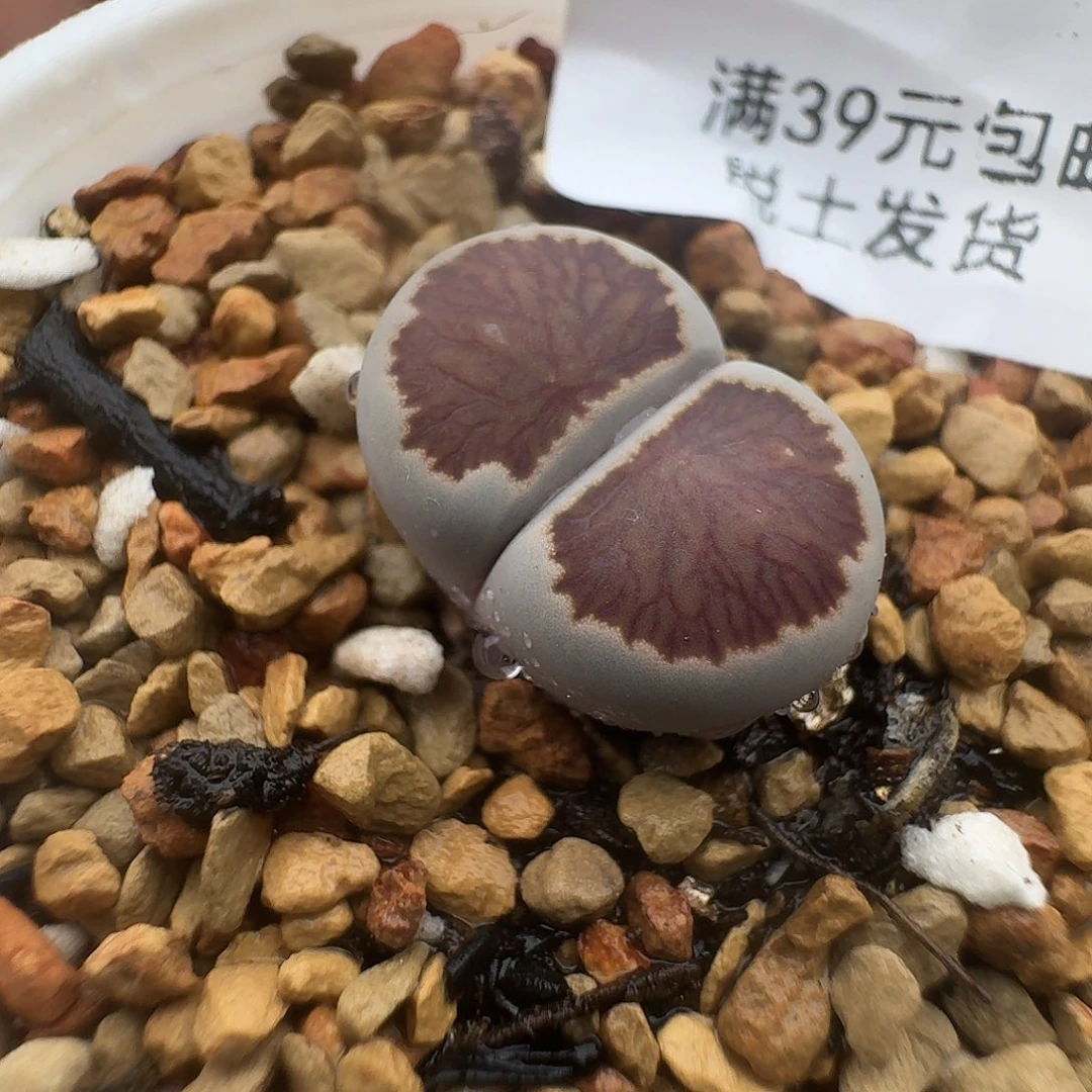 250多肉哈哈哈哈哈哈哈哈