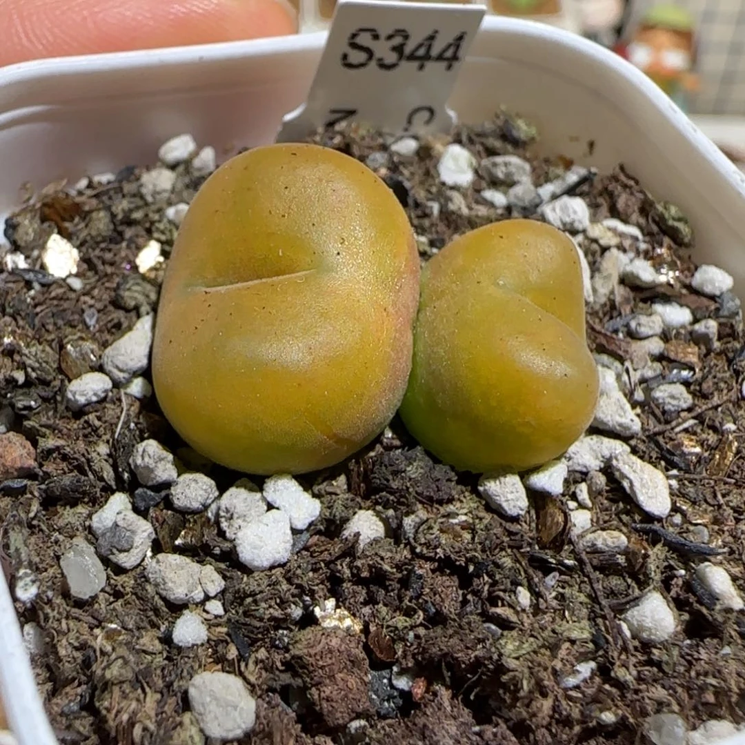 肉锥多肉植物组合-优选水蜜桃405