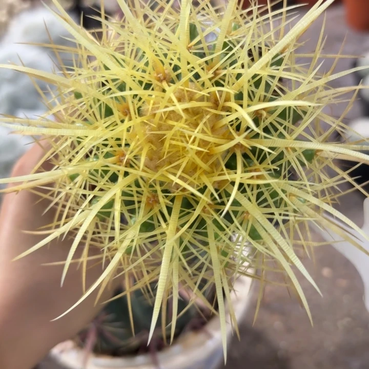 1044金虎好养皮实好活