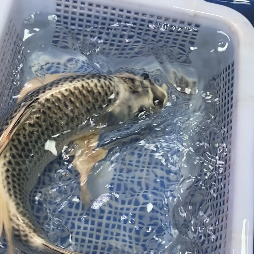 锦鲤冷水锦鲤包邮