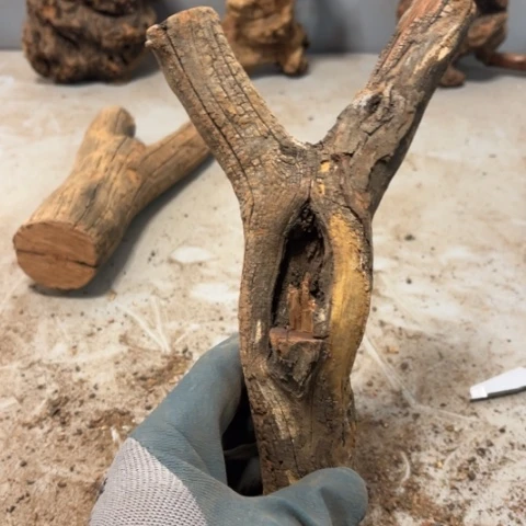 月***。大果紫檀（缅甸花梨）