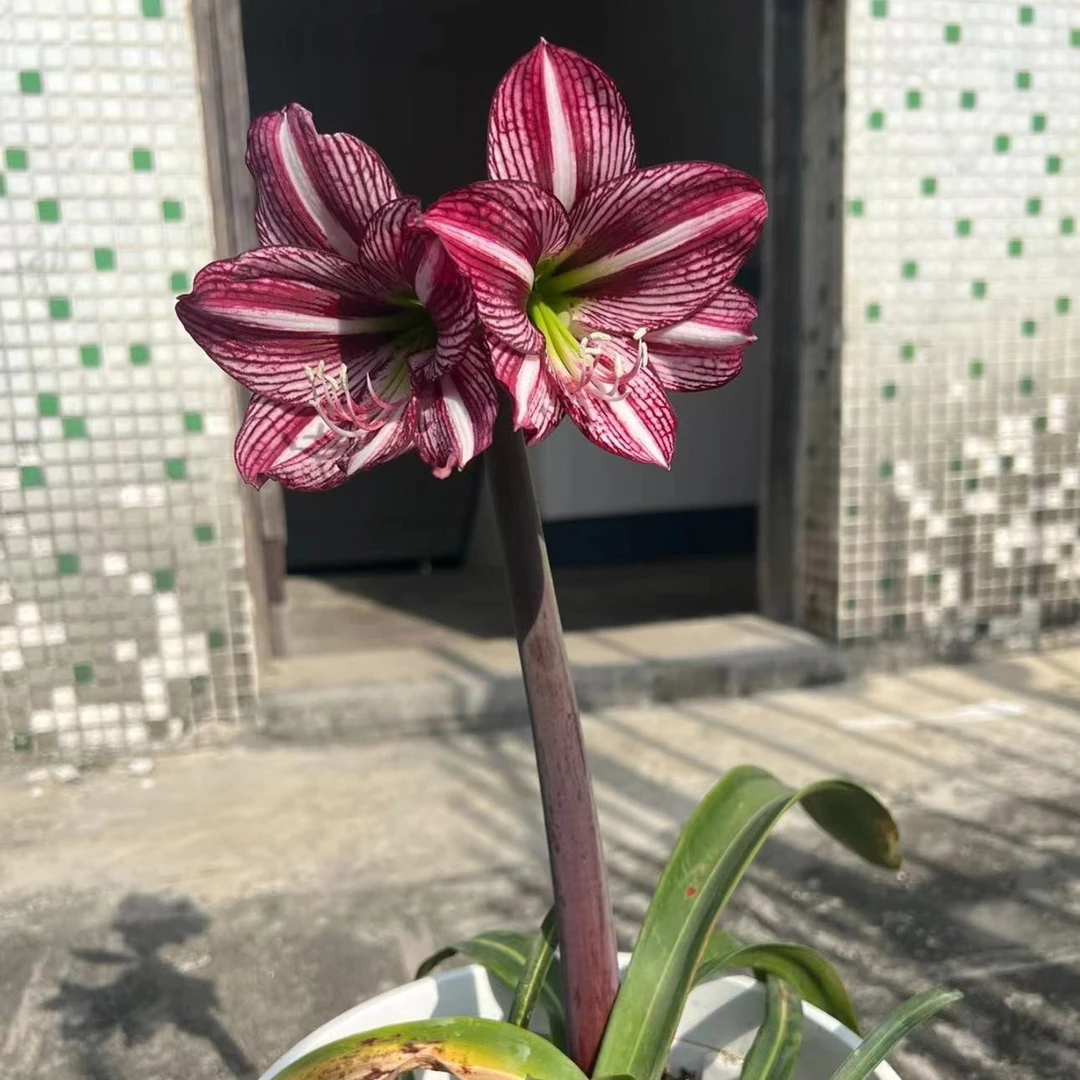 〔 朱顶红鸭屎香1厘米 寄养〕福利购重瓣 苗情好包对版