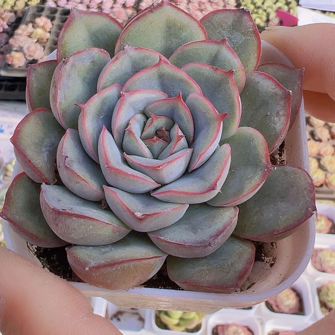 大单头猎户座19包邮多肉