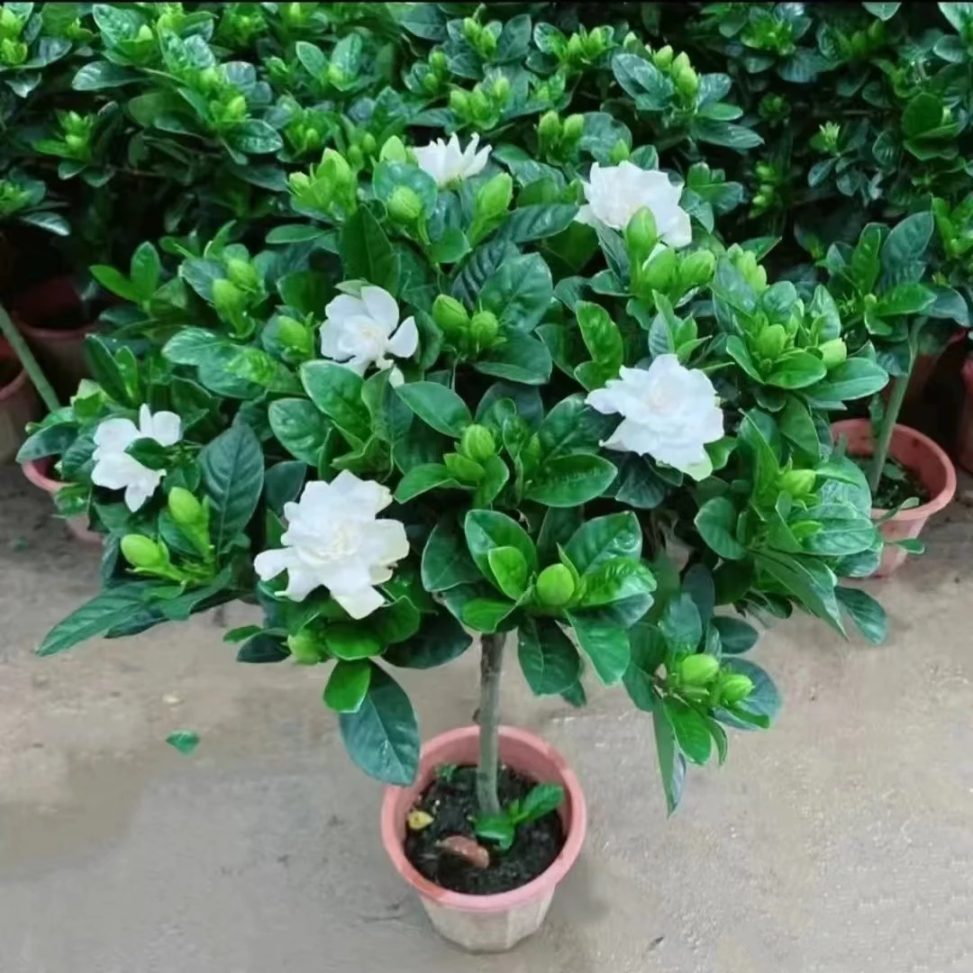 【栀子花-棒棒糖】多季节重复开花阳台庭院盆栽地栽云南精选