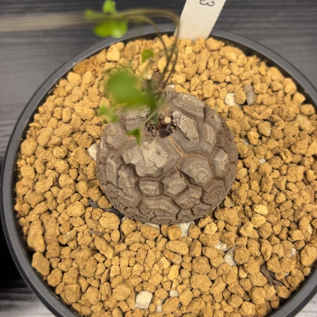 精品盆栽养定的龟甲龙303号