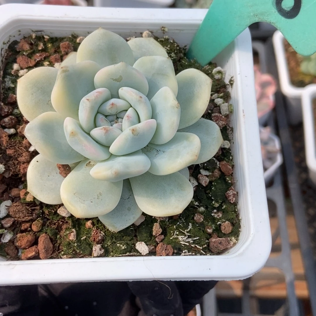 1888梦露锦多肉植物保护